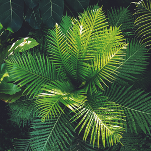 Plante
