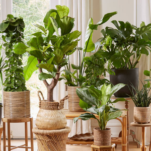Plante