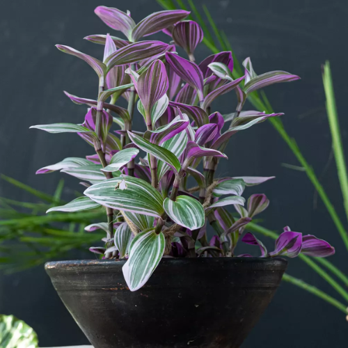 Plante