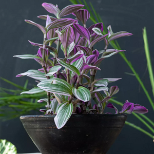 Plante