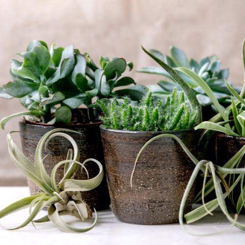 Plante