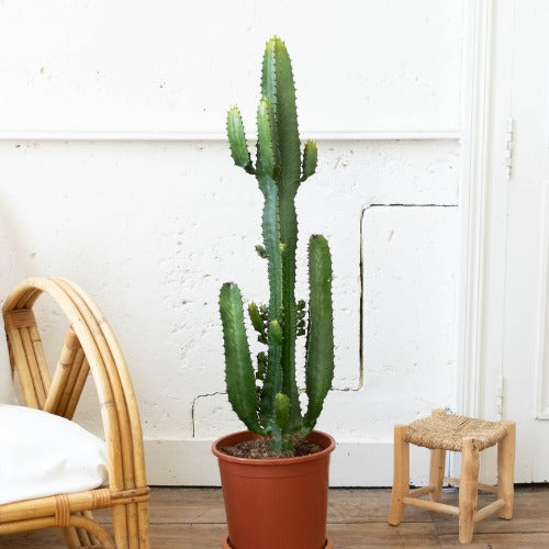 Plante
