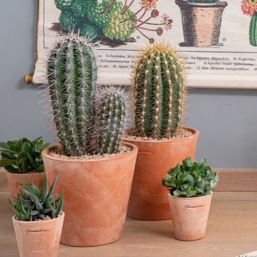 Plante