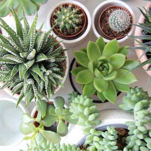 Plante